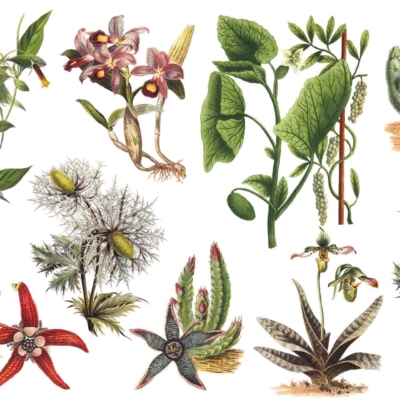 A collection of botanical illustrations wallpaper featuring various exotic plants by Maggie. Artwork showcases intricate leafy green foliage, colorful flowers in vibrant hues, and unique shapes with distinct textures and structures. White background emphasizes plant details. Perfect for enjoying with a cup of tea.