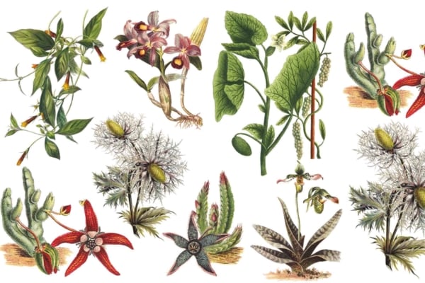 A collection of botanical illustrations wallpaper featuring various exotic plants by Maggie. Artwork showcases intricate leafy green foliage, colorful flowers in vibrant hues, and unique shapes with distinct textures and structures. White background emphasizes plant details. Perfect for enjoying with a cup of tea.