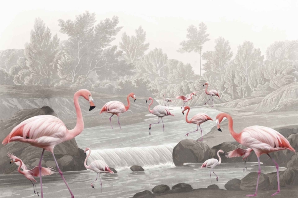 Wallpaper: Group of pink flamingos wading in shallow river with rocks and small waterfalls at Flamingo Vlei. Dense, leafy trees in background with a misty atmosphere. Pink feathers contrast against green foliage and gray natural surroundings.