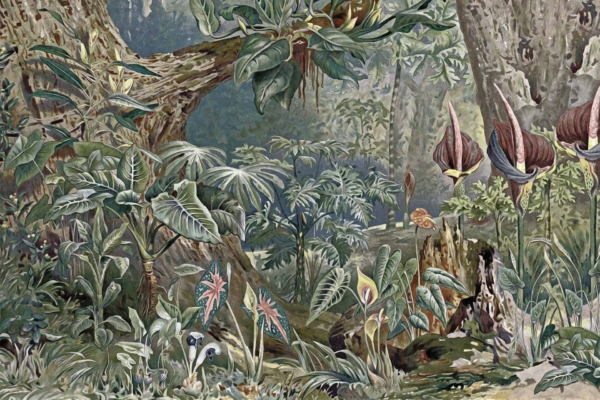 Wallpaper Description: A lush, vibrant jungle scene. Dominant colors include rich greens, deep browns, and pops of bright hues from exotic flowers. Elements feature large leaves in the foreground and scattered tropical plants, trees, flowers, and mushrooms. Background is dense with greenery creating depth and natural abundance.
