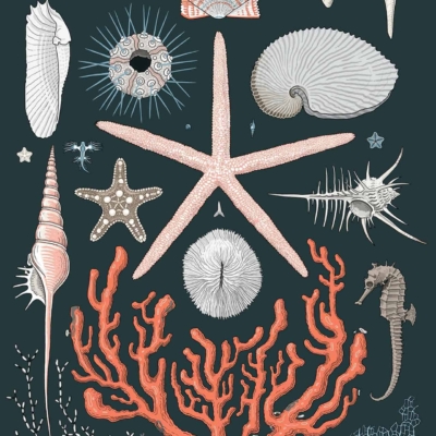 Dark background wallpaper featuring intricate marine life details: orange starfish at center, surrounded by sea urchins, sand dollars, seashells, coral, nautilus, seahorse, and marine plants. Subtle light illumination highlights features.