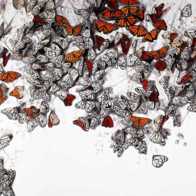 Wallpaper features a swarm of butterflies, primarily Monarchs with orange and black wings, mingled with white and black patterned butterflies. The image's upper and middle sections are filled with vibrant, dynamic displays against a light background.
