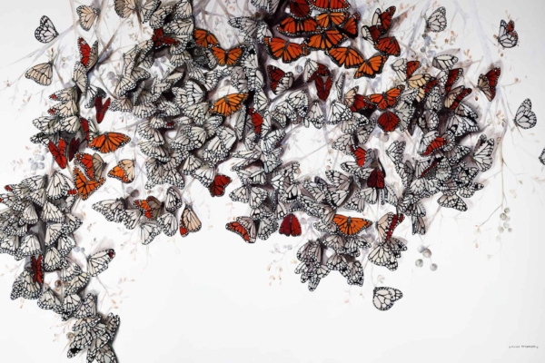 Wallpaper features a swarm of butterflies, primarily Monarchs with orange and black wings, mingled with white and black patterned butterflies. The image's upper and middle sections are filled with vibrant, dynamic displays against a light background.