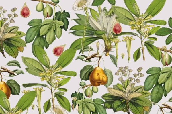 Botanical illustration wallpaper features green leaves, figs, pears, and passionflowers on a light background. Detailed vintage art style with intricate patterns and natural beauty. Elements include untamed flora with subtle nods to Adam's Fault. Rich greens, soft yellows, deep purples, and gentle whites prominently highlight the plants, fruits, and flowers.