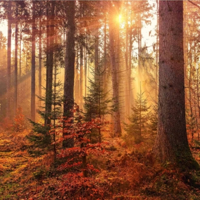 Sunlit forest scene wallpaper featuring tall fir and pine trees casting long shadows. Ground adorned with green foliage and scattered autumn leaves. Sun rays filtering through the canopy, creating a warm, golden glow. Dominant colors are deep greens, vivid oranges, rich browns, and glowing yellows. Autumn daylight ambiance with natural textures and serene atmosphere.