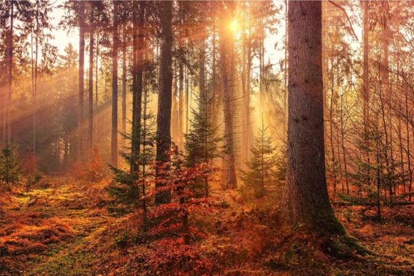 Sunlit forest scene wallpaper featuring tall fir and pine trees casting long shadows. Ground adorned with green foliage and scattered autumn leaves. Sun rays filtering through the canopy, creating a warm, golden glow. Dominant colors are deep greens, vivid oranges, rich browns, and glowing yellows. Autumn daylight ambiance with natural textures and serene atmosphere.