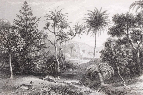 **Black and White Tropical Landscape Illustration Wallpaper**

- Various tropical trees, including prominent palm trees
- Flowering plants scattered throughout the scene
- A winding river flowing through the landscape
- Two leopards resting near the riverbank
- Birds visible both in flight and perched on tree branches

**Elements & Colors for Search:**
tropical, landscape, palm trees, flowering plants, river, leopards, birds, black and white illustration