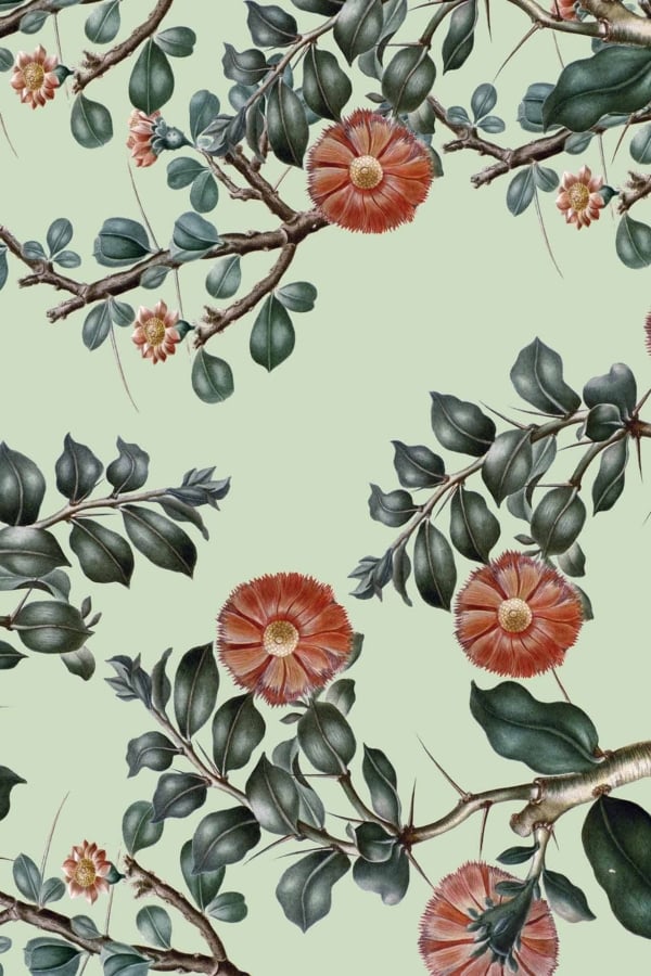 A serene botanical wallpaper featuring branches with dark green leaves and large, red-orange flowers with white centers, set against a light green background. The rich interplay of colors highlights nature's elements crossing paths in a tranquil scene.