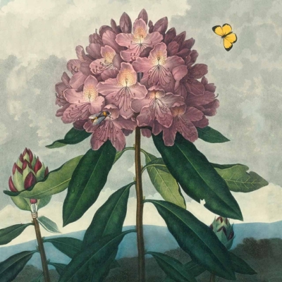 **Wallpaper Description:**

- **Main Element:** Rhododendron plant
  - **Flowers:** Large pink blooms
  - **Leaves:** Dark green

- **Accents:**
  - Yellow butterfly
  - Bee near blossoms

- **Background Elements:**
  - Cloudy sky
  
- **Additional Details:**
  - Flower buds on the stem