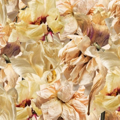 Wallpaper features a close-up view of numerous dried, wilted flowers with delicate, crinkled petals. Colors include shades of beige, pale peach, and hints of purple. The overlapping petals create a textured, layered pattern that captures the passage of time in their drying beauty.
