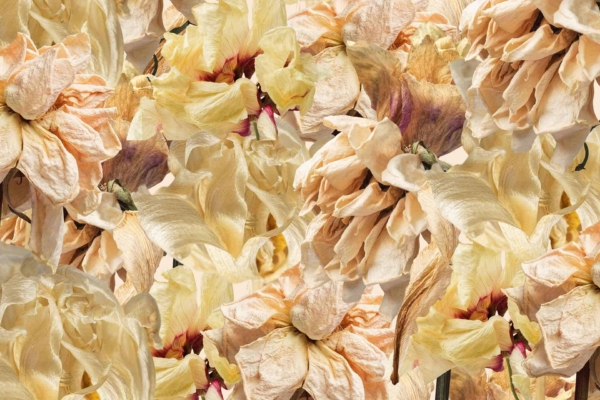 Wallpaper features a close-up view of numerous dried, wilted flowers with delicate, crinkled petals. Colors include shades of beige, pale peach, and hints of purple. The overlapping petals create a textured, layered pattern that captures the passage of time in their drying beauty.