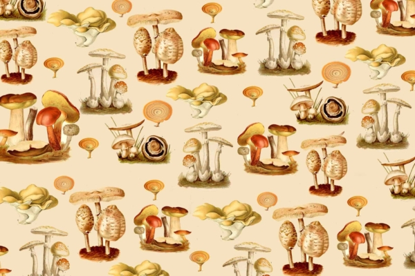 A seamless wallpaper pattern in a vintage botanical illustration style featuring various types of fungi. The designs include red-capped, white-capped, and striped mushrooms intricately illustrated on a light beige background. Elements include detailed mushroom caps, slender stems, and subtle spore accents. Colors highlight shades of red, white, beige, and earthy browns to create an elegant vintage look.