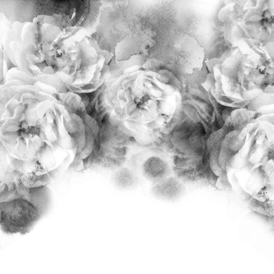Black and white watercolor illustration of blooming roses; soft and delicate petals with varying transparency; dreamy, ethereal effect; light background blending seamlessly with flowers.