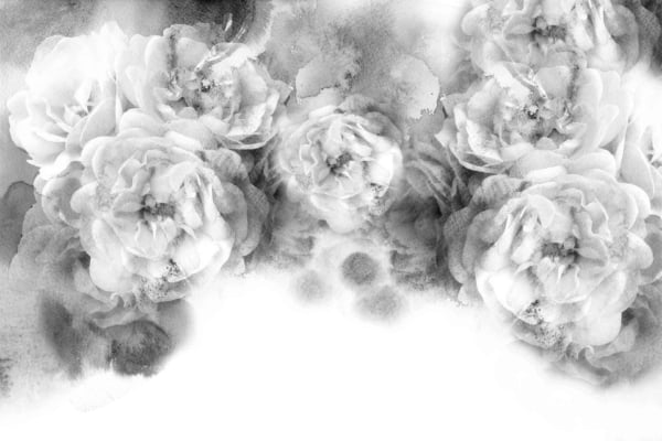 Black and white watercolor illustration of blooming roses; soft and delicate petals with varying transparency; dreamy, ethereal effect; light background blending seamlessly with flowers.