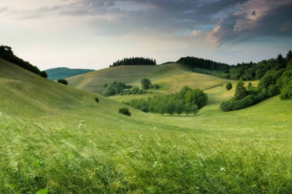Wallpaper: serene landscape, rolling green hills, partly cloudy sky, dotted trees, lush grass, distance forested area atop hills, tranquility and natural beauty. Colors: green (hills, grass), blue (sky), white/gray (clouds), brown/green (trees and forest).