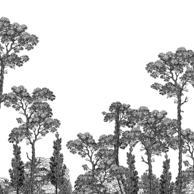 Create a black and white forest illustration with tall, intricately detailed trees against a blank background. The trees feature lush foliage and sprawling branches of varying heights and densities, delivering depth and rich texture akin to an Indigenous woodland landscape. This wallpaper emphasizes elements like