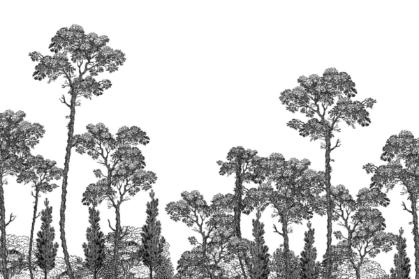 Create a black and white forest illustration with tall, intricately detailed trees against a blank background. The trees feature lush foliage and sprawling branches of varying heights and densities, delivering depth and rich texture akin to an Indigenous woodland landscape. This wallpaper emphasizes elements like "detailed foliage," "intricate branches," "varying tree heights," and "dense forest textures" in monochromatic hues.