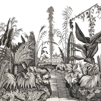 This black and white illustration of a lush garden path features a stone pathway winding through dense tropical foliage. Tall ferns with intricate fronds flank the sides, while large-leafed plants like elephant ears and philodendrons create a canopy overhead. Climbing vines weave through the background, adding layers of depth to the scene. The detailed line work highlights the textures and shapes, from the rugged stones to the delicate leaves, all in monochrome shades to emphasize their structure without color distraction. Keywords: garden path, tropical plants, stone pathway, tall ferns, large-leafed foliage, climbing vines.