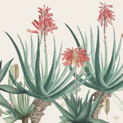 Wallpaper features aloe succulent plants with long, fleshy green leaves, and tall, slender stalks with clusters of red tubular flowers. Detailed botanical drawing in vibrant green and red stands out against a plain cream background. A man examines the medicinal properties of the plants.