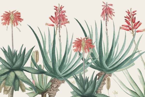 Wallpaper features aloe succulent plants with long, fleshy green leaves, and tall, slender stalks with clusters of red tubular flowers. Detailed botanical drawing in vibrant green and red stands out against a plain cream background. A man examines the medicinal properties of the plants.