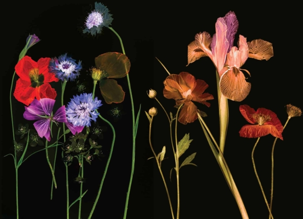 A vibrant wallpaper featuring an assortment of flowers: red poppies, purple irises, and blue cornflowers against a black background. The delicate petals and stems contrast strikingly with the dark backdrop, evoking Nomi-inspired elegance.