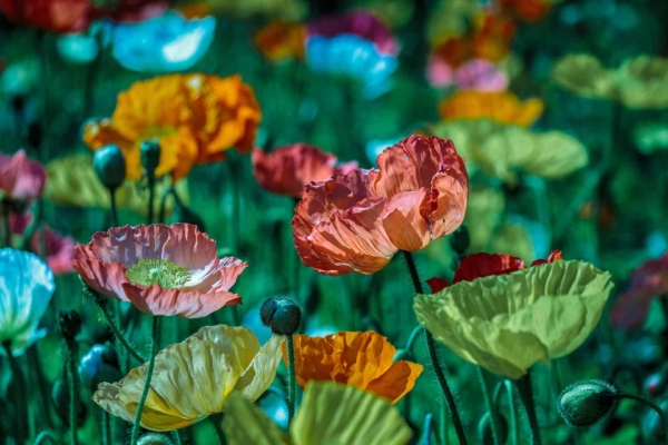 A vibrant wallpaper featuring a field of colorful poppies in full bloom. Hues of orange, yellow, red, and pink dominate the scene. Flowers stand tall against a green, sunlit background with delicate, ruffled petals and budding poppies.
