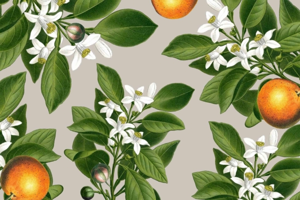 Wallpaper features orange blossoms, mature oranges, green leaves on light beige background. Clusters of white flowers, purple-pink and green pods, fully ripened oranges among foliage. Key colors: orange, green, beige, white, purple-pink.