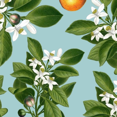 Wallpaper pattern featuring branches of blossoming orange trees against a light blue background. The design highlights white flowers, green leaves, and ripe oranges. This detailed and repetitive motif creates a vibrant and fresh aesthetic with exquisite orange blossoms. Key elements are branches, white flowers, green leaves, ripe oranges on a light blue backdrop.