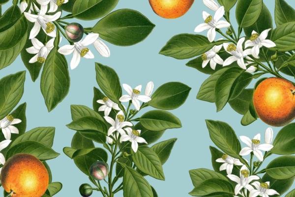 Wallpaper pattern featuring branches of blossoming orange trees against a light blue background. The design highlights white flowers, green leaves, and ripe oranges. This detailed and repetitive motif creates a vibrant and fresh aesthetic with exquisite orange blossoms. Key elements are branches, white flowers, green leaves, ripe oranges on a light blue backdrop.