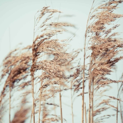 Blurred close-up wallpaper of brown, dried pampas grass swaying gently against a pale blue sky. Features delicate slender stems and feathery seed heads. Soft beige and tan tones dominate, creating a serene and tranquil atmosphere.