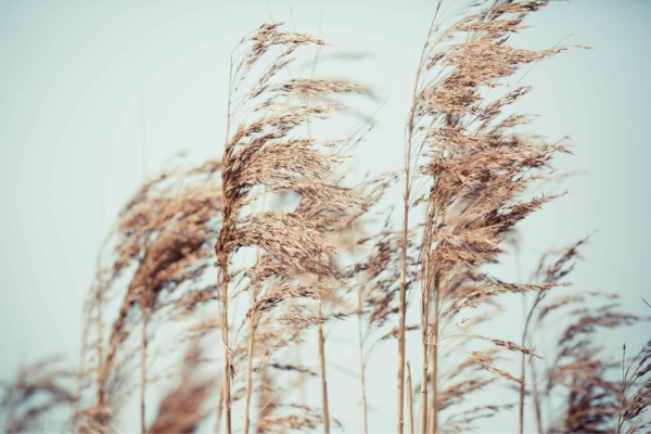 Blurred close-up wallpaper of brown, dried pampas grass swaying gently against a pale blue sky. Features delicate slender stems and feathery seed heads. Soft beige and tan tones dominate, creating a serene and tranquil atmosphere.