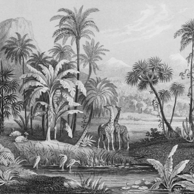 Monochrome wallpaper showcasing a lush tropical landscape. Dense foliage, palm trees, and towering vegetation dominate the scene. Central focus: a giraffe next to a zebra—symbolizing belonging. Foreground features a small stream lined with plants. Mountains visible in the background. Elements: foliage, palm trees, giraffe, zebra, stream, mountains. Colors: Black and white only.