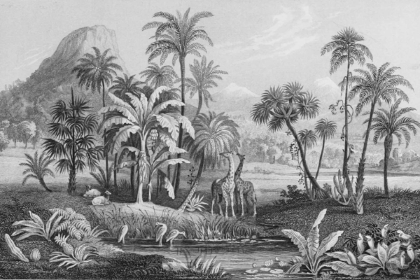 Monochrome wallpaper showcasing a lush tropical landscape. Dense foliage, palm trees, and towering vegetation dominate the scene. Central focus: a giraffe next to a zebra—symbolizing belonging. Foreground features a small stream lined with plants. Mountains visible in the background. Elements: foliage, palm trees, giraffe, zebra, stream, mountains. Colors: Black and white only.