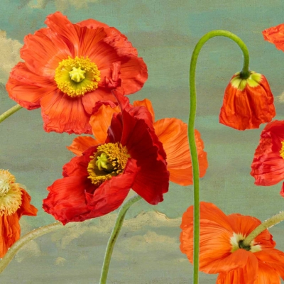 Vibrant wallpaper featuring red and orange poppies with yellow centers, set against cloudy skies. Delicate petals, graceful stems, dynamic floral arrangement. Lively and natural atmosphere highlighted by bold colors and soft background contrast.