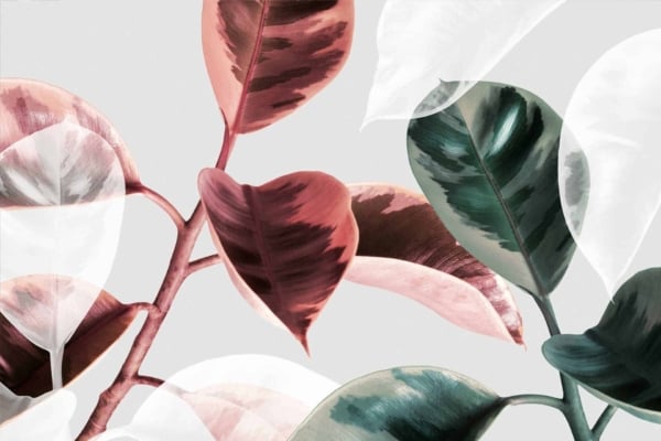 A digital illustration of rubber plant leaves features shades of pink, green, and white. The leaves exhibit subtle shading and texture details, resulting in a soft and abstract artistic representation. A stylish pot anchors the composition on a light grey background. Key elements: rubber plant leaves, pink shades, green tones, white accents, subtle shading, texture details, stylish pot, light grey background.
