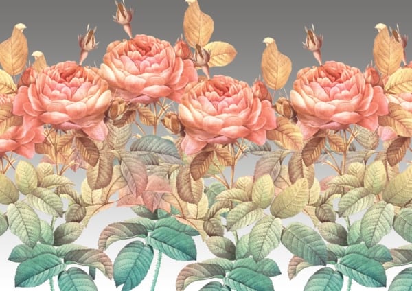 The wallpaper features a detailed illustration of pink peonies in full bloom, surrounded by lush green and yellow leaves. The composition includes blooming flowers, buds, and foliage. A vibrant rainbow rose is nestled among the peonies. The background transitions from gray at the top to white at the bottom. Key elements include pink peonies, green and yellow leaves, rainbow rose, bloom stages (buds), gradient background from gray to white.