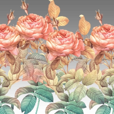 The wallpaper features a detailed illustration of pink peonies in full bloom, surrounded by lush green and yellow leaves. The composition includes blooming flowers, buds, and foliage. A vibrant rainbow rose is nestled among the peonies. The background transitions from gray at the top to white at the bottom. Key elements include pink peonies, green and yellow leaves, rainbow rose, bloom stages (buds), gradient background from gray to white.