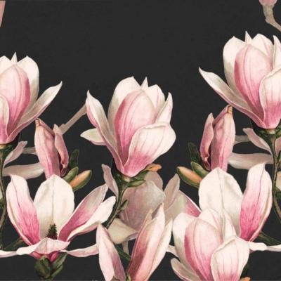 Wallpaper features lush pink and white magnolia flowers in various stages of bloom against a black background. Gracefully unfurled petals are interspersed with green stems and leaves, creating a striking and elegant contrast. Key elements: magnolia flowers, black background, pink and white petals, green leaves.