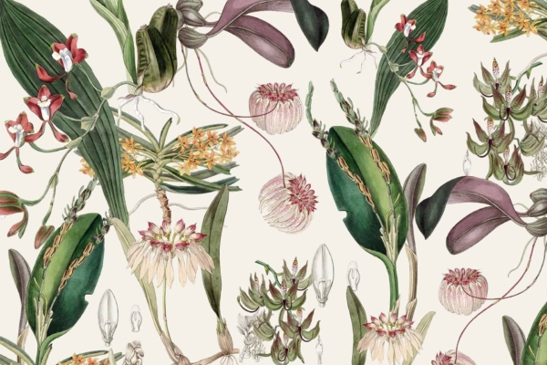 A botanical illustration on a beige background features exotic flowers and plants. The wallpaper includes orchids in various shapes and colors, long green leaves, and intricate floral arrangements. Detailed and vibrant, it evokes a sense of staying young with its natural elements.
