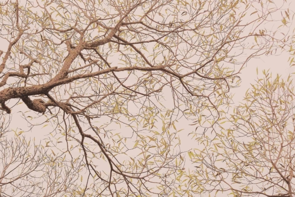 Wallpaper features a sprawling network of thin tree branches with small yellow-green leaves against a pale, overcast sky. The scene is calm and simple, evoking dreams at sunset. Colors include muted greys, soft yellows, and light greens.