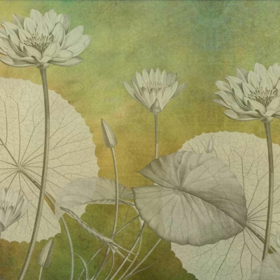 Wallpaper features lotus flowers in various bloom stages, textured muted green and gold sunset background, large intertwined lotus leaves and stems. Elegant, serene composition.
