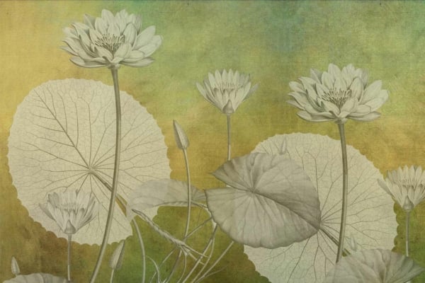 Wallpaper features lotus flowers in various bloom stages, textured muted green and gold sunset background, large intertwined lotus leaves and stems. Elegant, serene composition.
