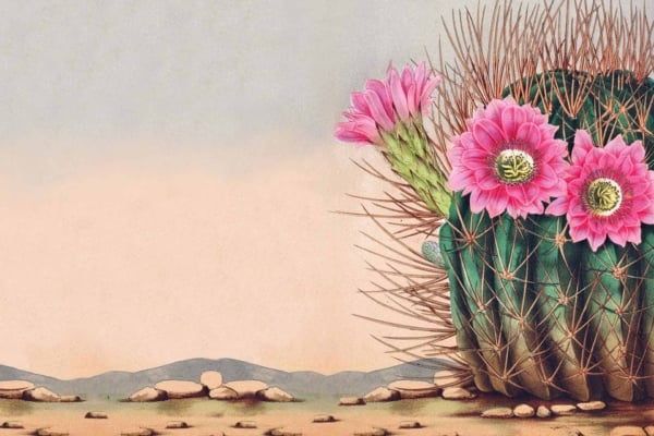Wallpaper illustration: Large, round cactus covered in spines, vibrant pink flowers blooming at the top. Arid desert landscape with light sandy ground, distant hazy mountains on the horizon. Elements include cactus, spines, pink flowers, desert sand, distant mountains. Colors: green (cactus), pink (flowers), beige/light brown (sandy ground), blue/gray (hazy mountains). Keywords: cactus wallpaper, desert landscape wallpaper.