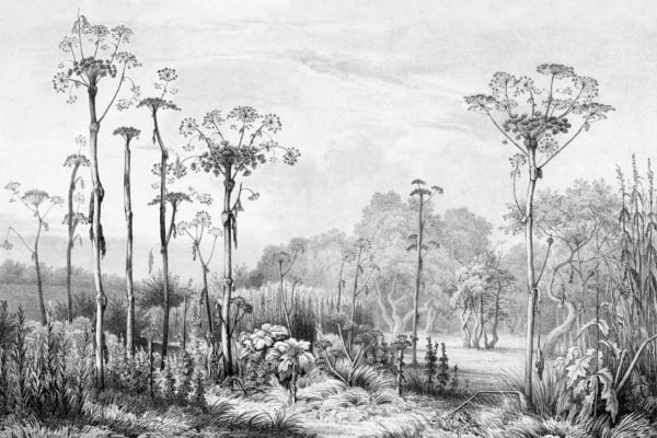 Title: The Last Ones
Description: Black and white illustration of a prehistoric landscape. Tall plants resembling ancient ferns and horsetails dominate the scene. Lush vegetation includes large leaves and small shrubs. The backdrop features trees against a hazy sky.
Key Elements for Search:
- Prehistoric landscape
- Ancient ferns
- Horsetails
- Large leaves
- Small shrubs
- Trees
- Hazy sky