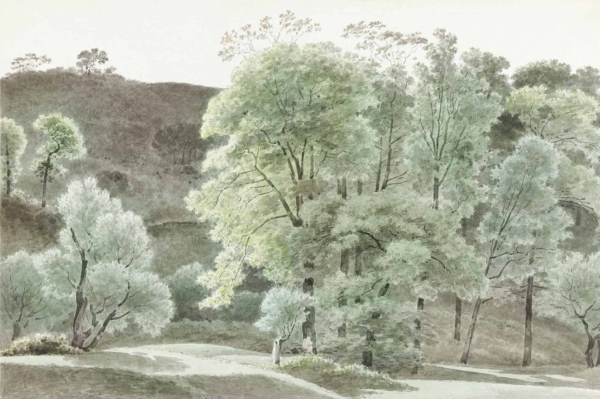 Wallpaper of 'Whispering in the Wind' features a serene forest landscape with tall trees in shades of green and grey. Dense canopy, partially visible ground with gentle undulations, subtle sunlight filtering through branches creating a tranquil atmosphere.