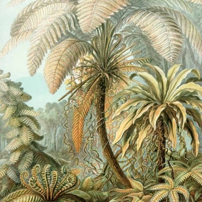 Detailed botanical wallpaper illustration featuring lush, tropical paradise. Elements include tall fern trees with large, arching fronds, smaller curly-leaved ferns, and dense vegetation. Background is a soft blue sky. Highlighted elements: fern leaves, arching fronds, tropical plants, curly foliage. Color palette: greens of various shades for the foliage and a serene soft blue for the sky.