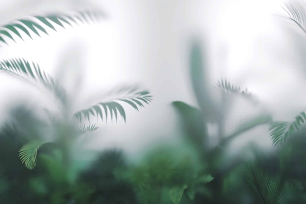A serene wallpaper featuring out-of-focus tropical leaves and plants against glass, exuding a misty, dreamy ambiance. The blurred foliage forms a soft, green-toned background with shades of emerald and jade. This calming design evokes tranquility with elements like hazy palm fronds and unfocused vine tendrils in various green hues. Perfect for creating a peaceful atmosphere.