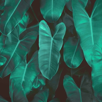 Close-up vibrant green tropical leaves wallpaper, featuring smooth, glossy surfaces and distinct central veins. Overlapping dense leaves create a lush appearance against a dark background. Highlights intricate textures and multiple shades of green—nature’s intricate patterns on display.