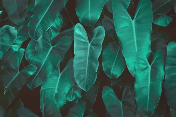 Close-up vibrant green tropical leaves wallpaper, featuring smooth, glossy surfaces and distinct central veins. Overlapping dense leaves create a lush appearance against a dark background. Highlights intricate textures and multiple shades of green—nature’s intricate patterns on display.