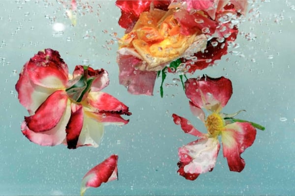 Aqua colored roses, submerged petals, bubbles, shades of red, pink, yellow, aqua; vibrant underwater scene. Water droplets clinging to delicate petals.